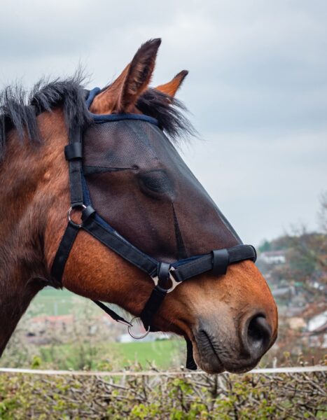 Q&F Horse Design